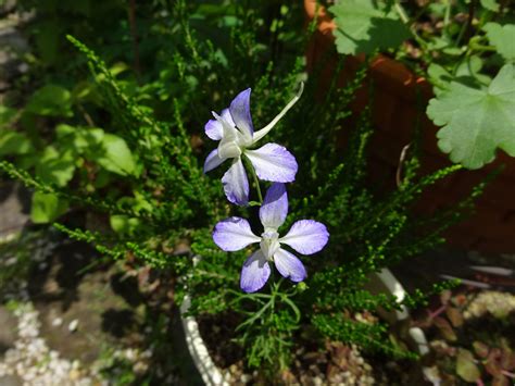 釘子花植物|千鳥草の植物図鑑（検索結果）｜みんなの趣味の園